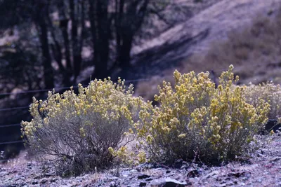 DSC_2208 (Large).JPG